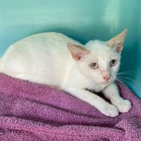 JOHANITA, chatte à adopter