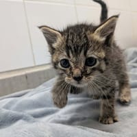 BOREALE, chatte à adopter
