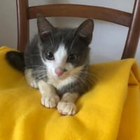 BELIZE, chat à adopter