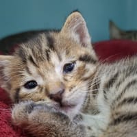 Boutchou, chatte à adopter