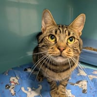 FILOU, chat à adopter