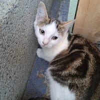 MAGGIE, chatte à adopter