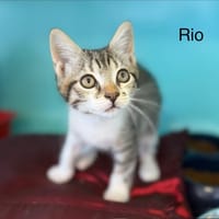 RIO, chat à adopter