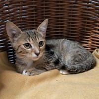 Mushu, chat à adopter