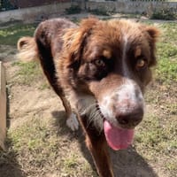 THOR, chien à adopter