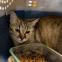 MIKETTE, chatte à adopter