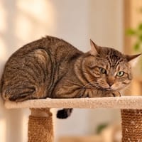 Grocha, chat à adopter