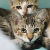 banouna, chatte à adopter