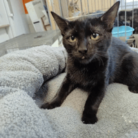 WINTER, chat à adopter