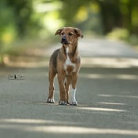 Maya, chienne à adopter