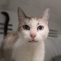 brooke, chatte à adopter