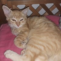 BART, chat à adopter