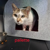 Paillette, chatte à adopter