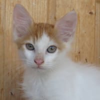 KIKO, chat à adopter