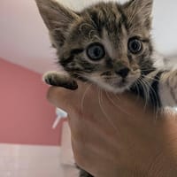 NABOO, chat à adopter