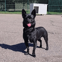 PACO, chien à adopter