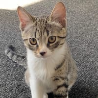 DAX, chatte à adopter