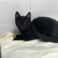 STABILO, chat à adopter