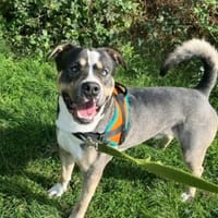 SIRIUS OAA 20140, chien à adopter