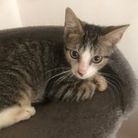 BERTHOLOME, chat à adopter