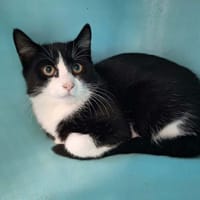 ROX, chat à adopter