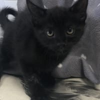 COMETE, chat à adopter
