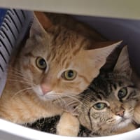 Tara (Tigré gris), chatte à adopter
