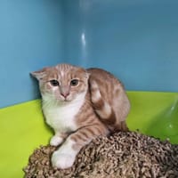 ROUKY, chat à adopter