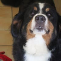 brioche, chienne à adopter
