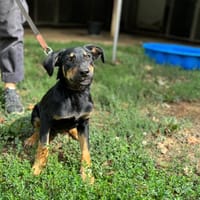 LANA (réservée), chienne à adopter