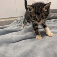 BOUNTY, chat à adopter