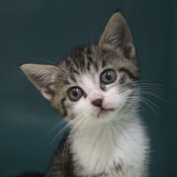 bluebel, chatte à adopter