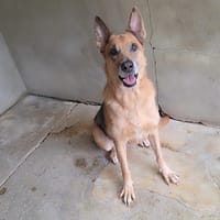Baissa, chienne à adopter