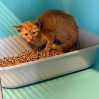 SPIROU, chatte à adopter