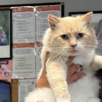 Gambas, chat à adopter