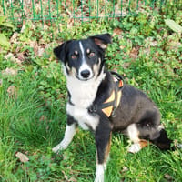 ZAKIE, chienne à adopter