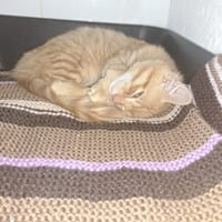 HOMER, chat à adopter