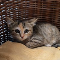 Sarabi, chatte à adopter