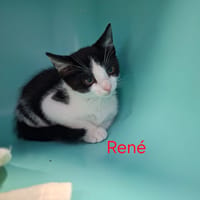 René, chat à adopter