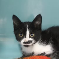 Basmati, chatte à adopter