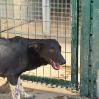 Cornichon, chien à adopter