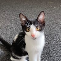 COMETE, chatte à adopter