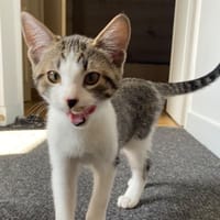 COBALT, chatte à adopter