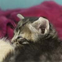 Brouette, chatte à adopter