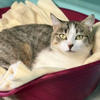 TCHOUKRAVETTE, chatte à adopter