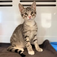ABRICOT, chat à adopter
