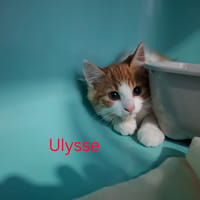 Ulysse, chat à adopter