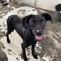 MELISSA (résérvée), chienne à adopter