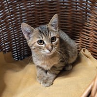 Chaca, chat à adopter