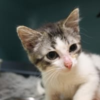 brume, chatte à adopter